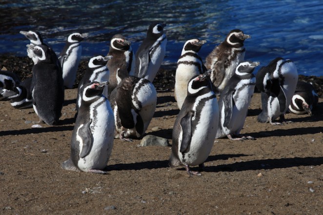 isla magadelna penguins