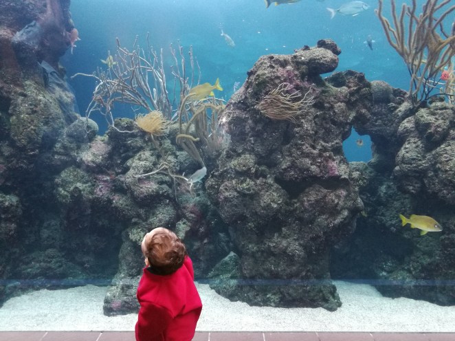 bermuda aquarium